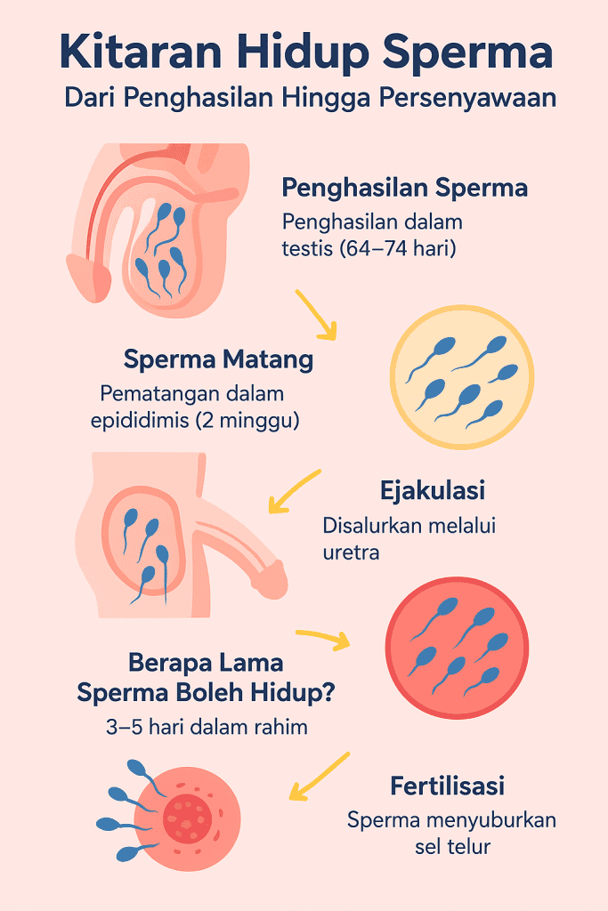 berapa lama sperma hidup di rahim